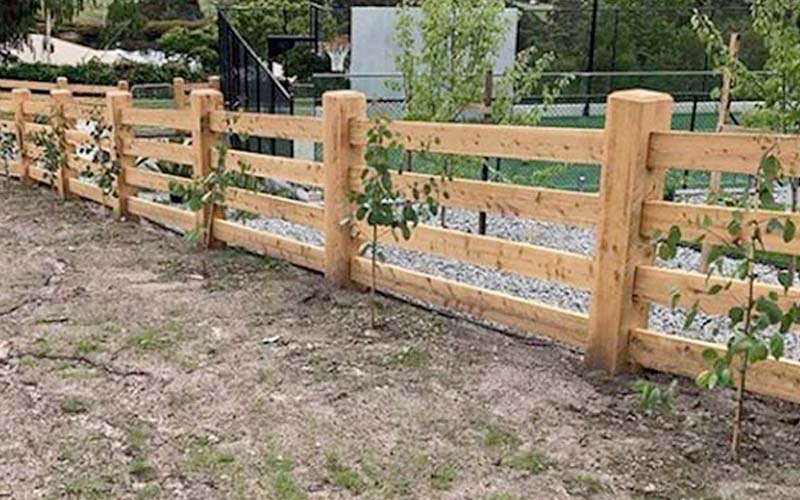 A post and rail wooden fence adorned with trees growing along its length